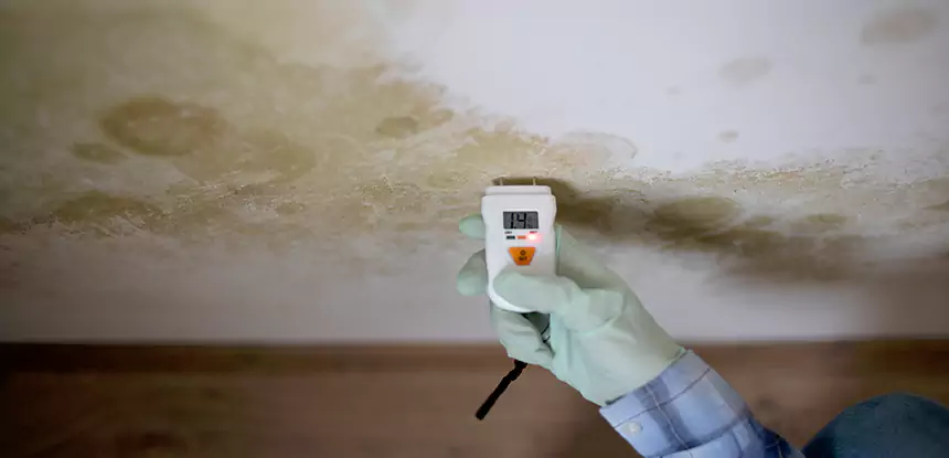 Emergency Mold Remediation in Cedartown